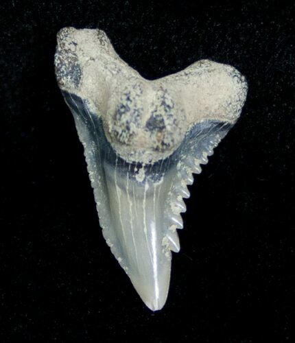 Fossil Hemipristis Shark Tooth - Aurora, NC #4168